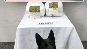 Dedektör köpek 11 kilo esrar buldu