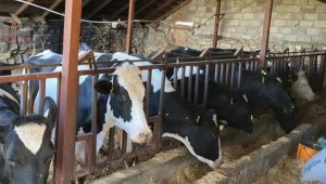 Hayvanları telef olan yetiştiriciye yardım eli