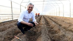 Şifa kaynağı zencefil Muratpaşa'da üretiliyor