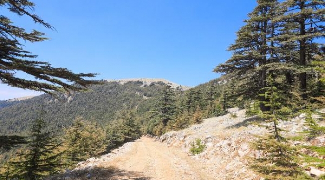 Yamansaz Bataklığı ve Elmalı Sedirleri 'Kesin Korunacak Hassas Alan' ilan edildi
