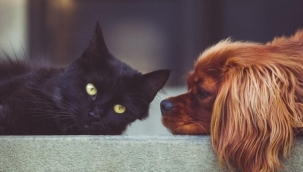 Kedi Maması ve Kedi Malzemeleri Avantajlı Fiyatlarla Zoo.com.tr ‘de!