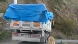 Kamyonun arkasına bağladığı köpekle yolculuk yapan sürücüye tepki