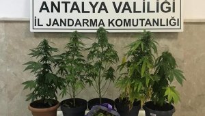 Uyuşturucu yetiştirilen eve operasyon