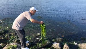 'İzmir Körfezi, marul tarlasına dönüşüyor'