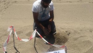 Caretta carettalar bu yıl iki hafta gecikti