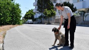 Dere yatağında mahsur kalan 4 köpek kurtarıldı