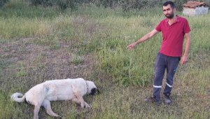 Döşemealtı'nda şüpheli köpek ölümleri