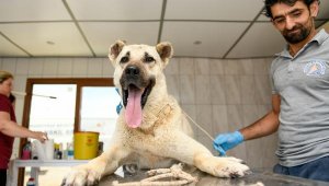 Kamyonet arkasında sürüklenen köpek tedaviye alındı, sürücüye 196 lira ceza