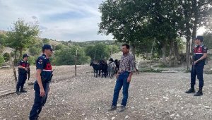 Kurt saldırısından kaçan 30 keçi dronla arandı