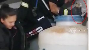 Su tankları arasında sıkışan kedi için seferber oldular