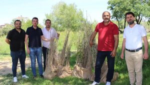 Yanan dut fidanları yerine yenileri verildi