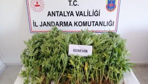 Zeytin bahçesine kenevir baskını