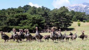 'Hindi ordusu', istilacı çekirgelerin yarısını yok etti