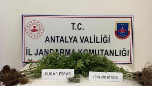 Balkondaki saksıda kenevir yetiştirdi