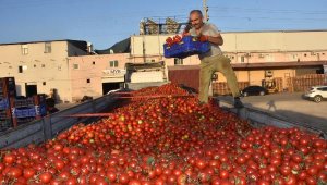 Domatesin kasası 3 liraya düştü
