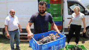 Eynif Yaylası'nı istila eden çekirgelerle 2 bin hindi mücadele edecek