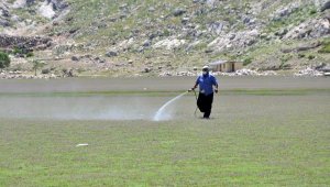 Gazipaşa'da zararlı çekirgelere karşı mücade