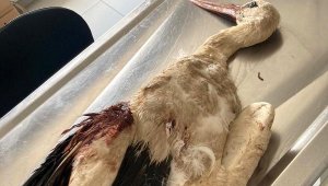 Göç döneminde 6 yaralı leylekten 3'ünün vurulduğu belirlendi
