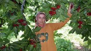 Kumluca'da kiraz üreticisinin yüzü gülüyor