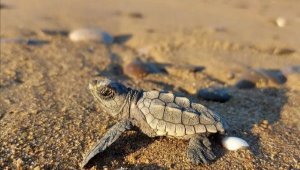 Küresel ısınma caretta carettaların erkek soyunu tehdit ediyor