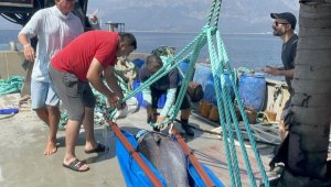 Mavi yüzgeçli Atlantik orkinosları, uydu alıcısıyla takip ediliyor
