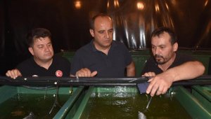Sarıağız üretilip, ekonomiye kazandırılacak