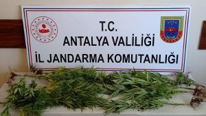 Sazlıkta yetiştirdiği kenevirleri sularken yakalandı