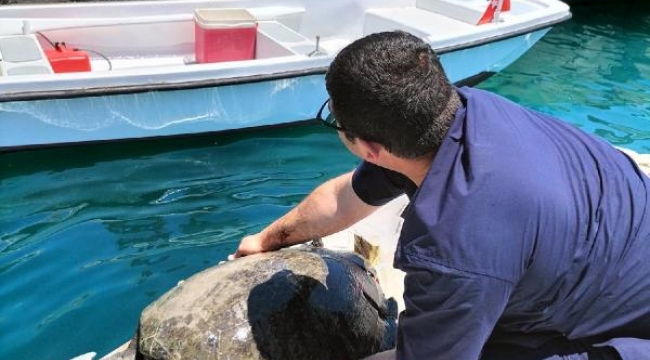 Tekne çarpmasıyla yaralanan deniz kaplumbağası kurtarılamadı