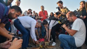1.5 yıl tedavi gören caretta 'Lara', uydu cihazıyla dalgalarla buluştu