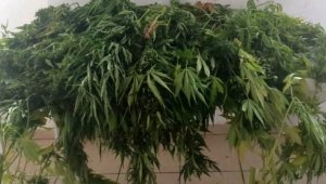 Alanya'da uyuşturucular jandarmaya takıldı