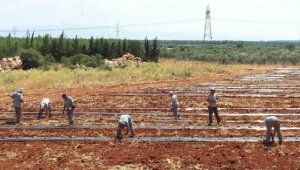 Antalya Orman Çiftliği'nde karpuz ve kavun ekimi