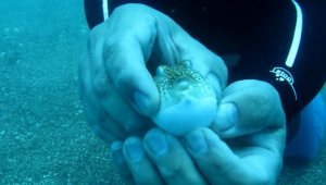 Balon balıkları, besin için dalgıçları takip ediyor