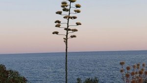 Demre'deki Agave ağacı solmaya başladı
