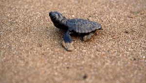 İlk caretta caretta yavrusu, İztuzu'nda yuvadan çıktı