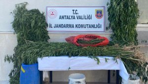 Jandarmadan uyuşturucu operasyonu