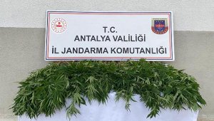 Kenevir yetiştirenlere jandarma operasyonu