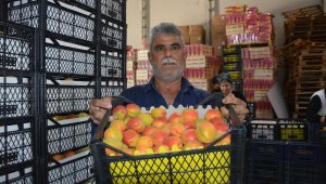 Korkuteli kayısısı ihracat yolcusu