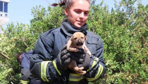 Kuyuya düşen 7 yavru köpek kurtarıldı