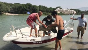Plastik atıklar caretta carettaları öldürüyor