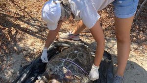 Plastiklerden bağırsakları tıkanan caretta caretta öldü