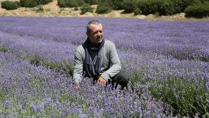 Türkiye'de lavanta üretilen alan 20 bin dekara yükseldi