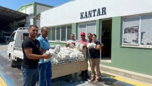 'Beyaz altın'da ilk hasat