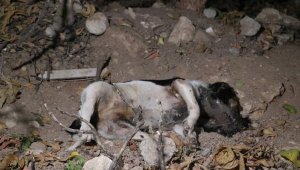 Antalya'da köpek ölümlerine yenileri eklendi