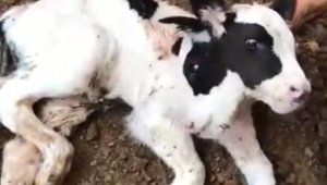 Bir gün yaşayabilen 2 başlı buzağı eğitim için kullanılacak