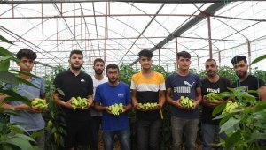 Elmalı Ovası'nın biberi Almanya'ya ihraç ediliyor