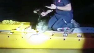 Irmak kenarındaki ağaçta kalan köpek, kanoyla kurtarıldı