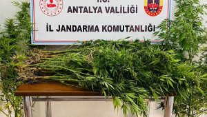 Ölen amcasının evinde kenevir yetiştirmiş