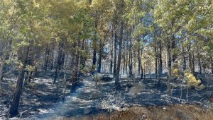 Alanya'da orman yangını