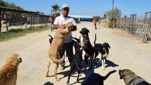 Arazi kiralayıp, barınak kurdu; 170 sokak köpeğine bakıyor