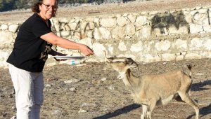 Aşırlı Adası'nda dağ keçilerinin sayısı artıyor